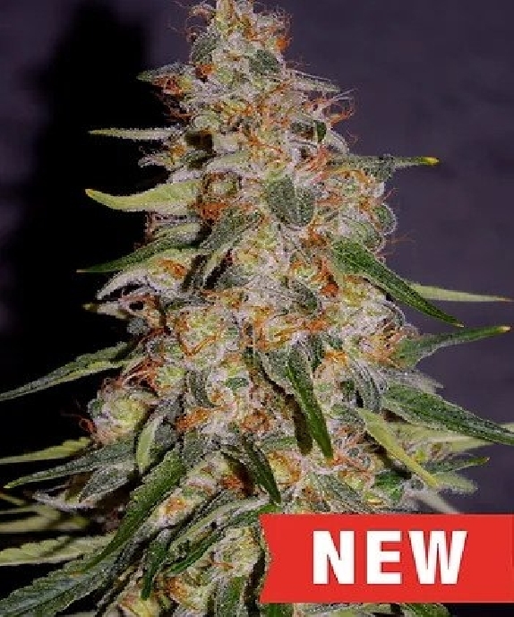 Frosted Guava Auto Cannabis Seeds