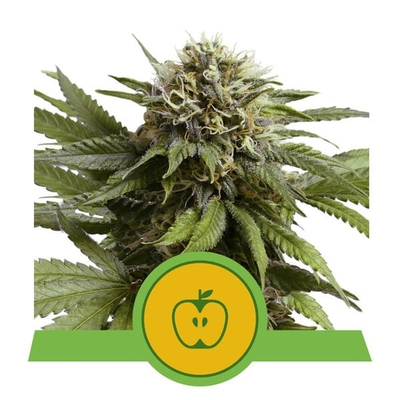  Apple Fritter Automatic Cannabis Seeds