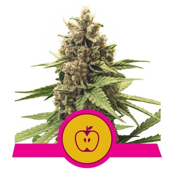 Apple Fritter Cannabis Seeds