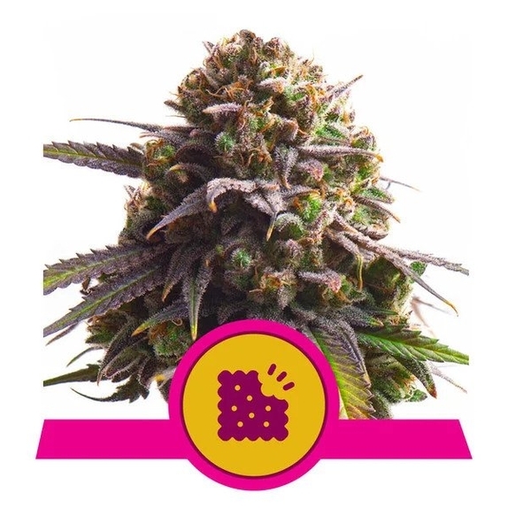 Biscotti Cannabis Seeds