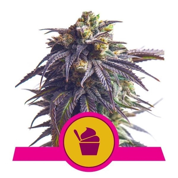 Sundae Driver Cannabis Seeds
