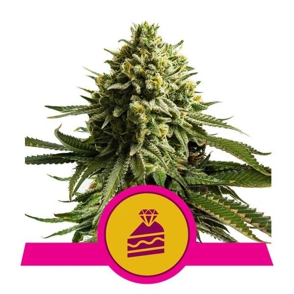 Wedding Cake Cannabis Seeds