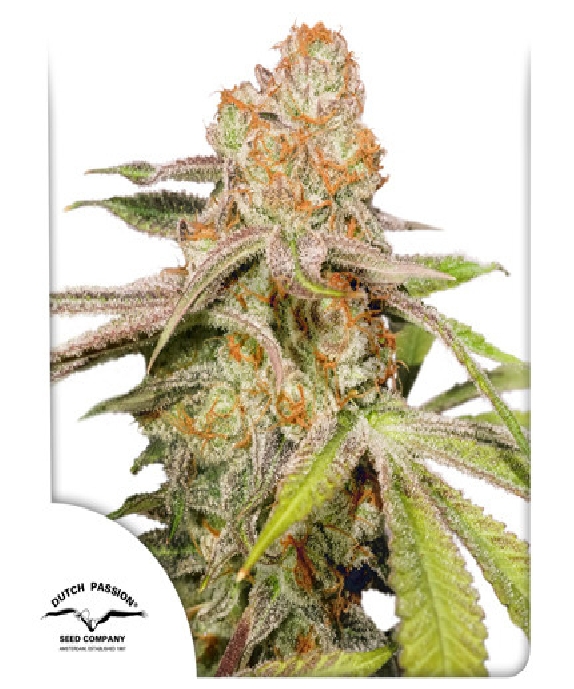 Auto MAC 1 Cannabis Seeds