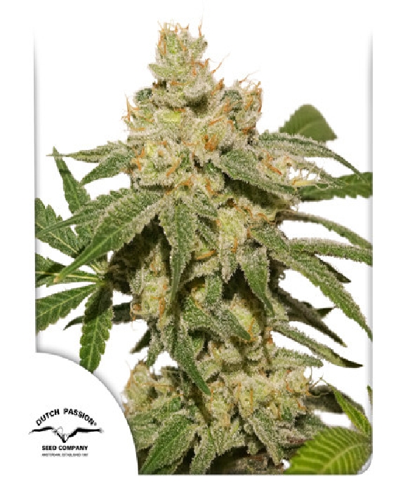 Oh My Gusher Auto Cannabis Seeds
