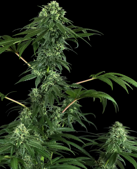 420 Punch Cannabis Seeds