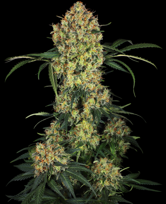 Aloha OG Cannabis Seeds