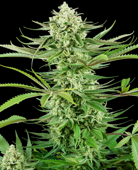 Cashew Kush Cannabis Seeds