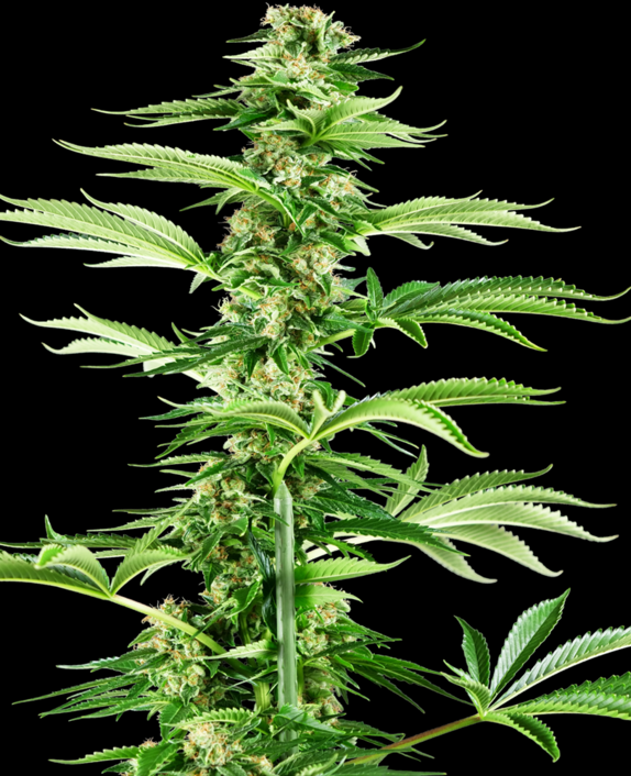 Honey Melon Haze Cannabis Seeds