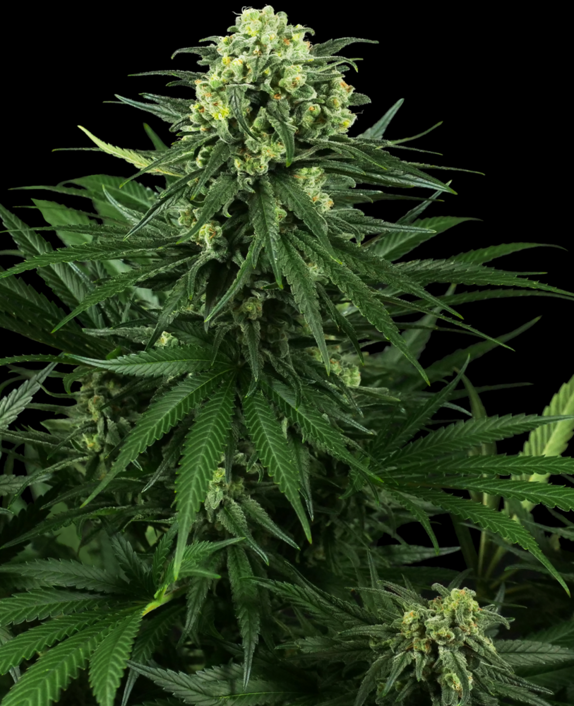 Honey Melon Kush Cannabis Seeds