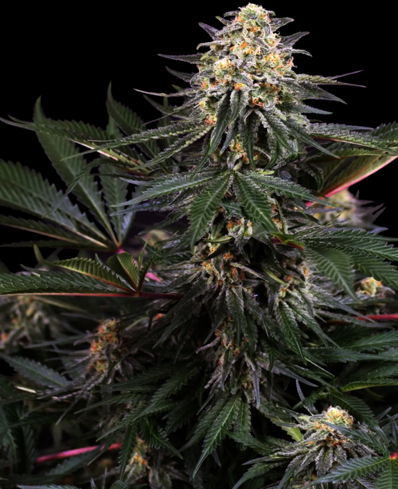 Lockdown Kush Cannabis Seeds