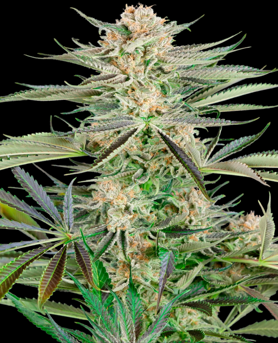 Screwdriver OG Cannabis Seeds