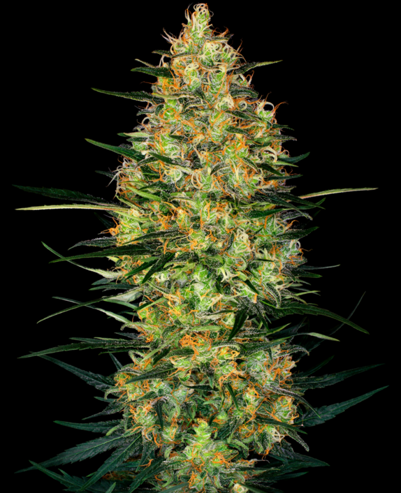 Caramellow Kush Auto Cannabis Seeds