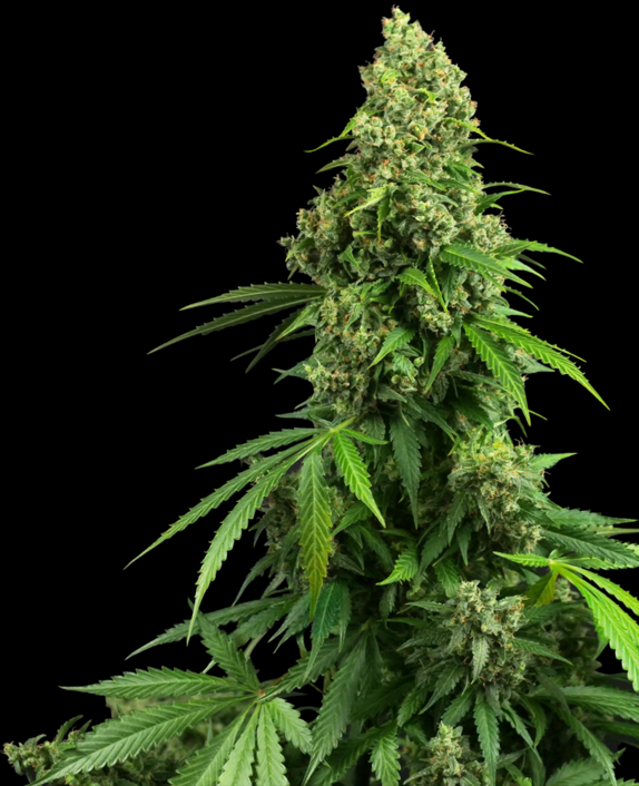 Honey Melon Kush Auto Cannabis Seeds