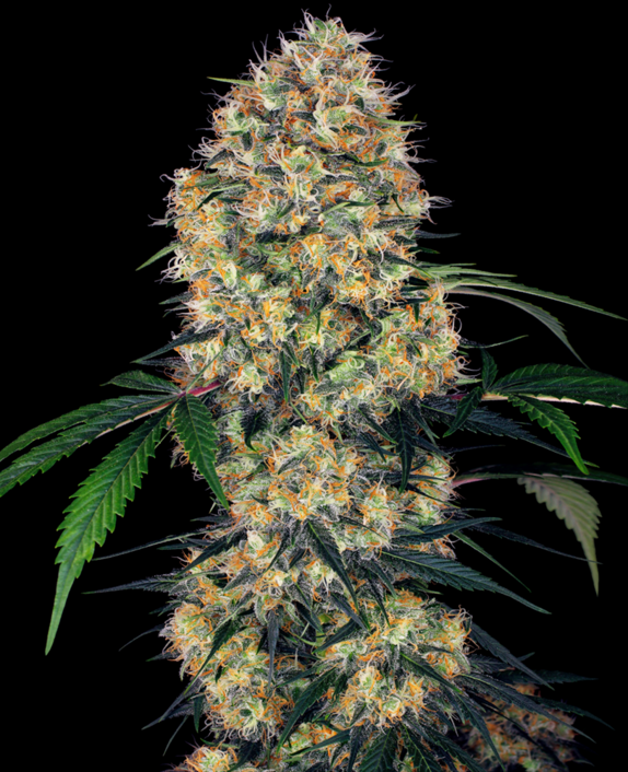 Sensi Amnesia XXL Auto Cannabis Seeds