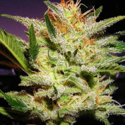 Amnesia Haze Cannabis Seeds
