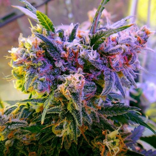 Aurora Indica Auto Cannabis Seeds