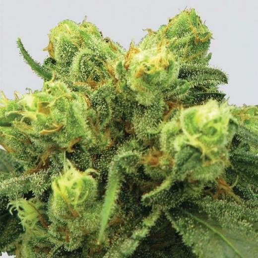 Big Bud Auto Cannabis Seeds