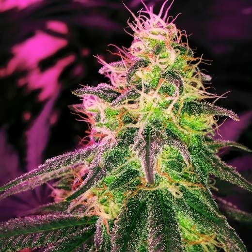 Black Jack Auto Cannabis Seeds