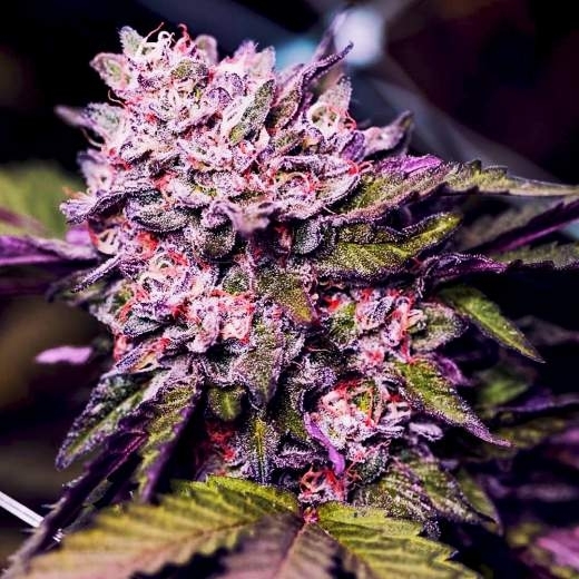 Gelato Cannabis Seeds