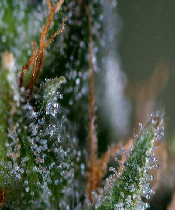 Medicritical Cannabis Seeds