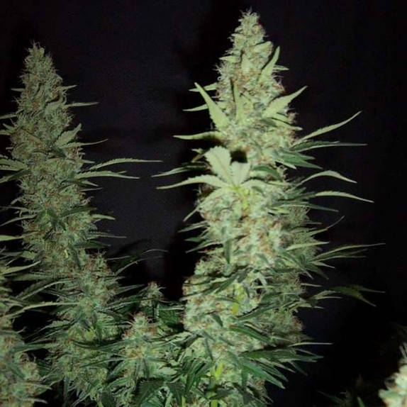 	Hawaii Maui Waui Auto Cannabis Seeds