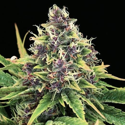 Hindu Kush Cannabis Seeds