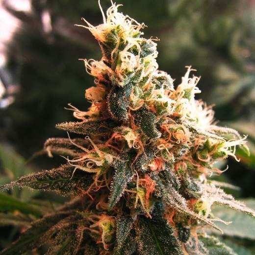 Jock Horror Auto Cannabis Seeds