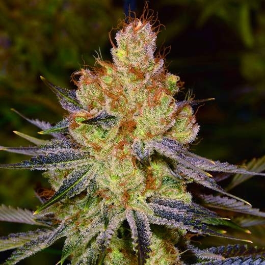 Orange Bud Auto Cannabis Seeds