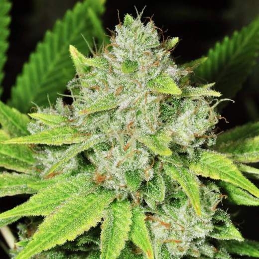 Original Glue Auto Cannabis Seeds