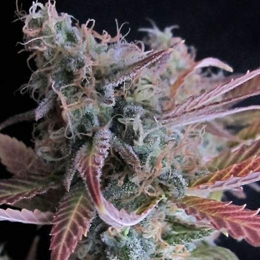 Raspberry Cough Cannabis Seeds