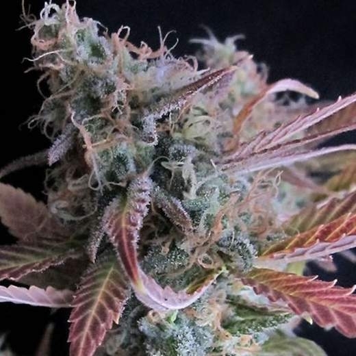 Raspberry Cough Auto Cannabis Seeds