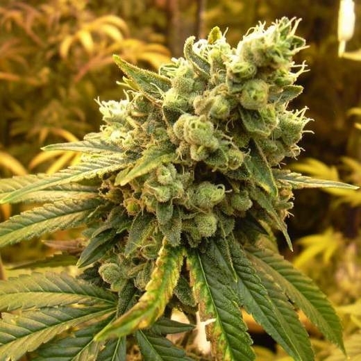 Sour Diesel Cannabis Seeds