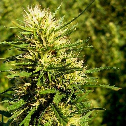 Super Skunk Auto Cannabis Seeds