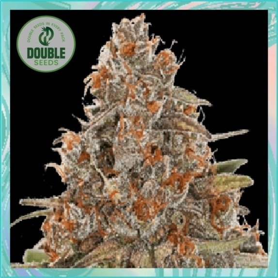 Blackberry Gum Auto Cannabis Seeds