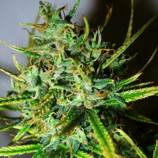 Top-44 Cannabis Seeds