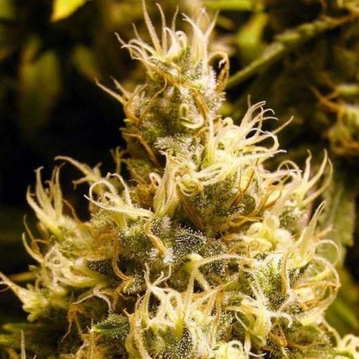 Wonder Woman Auto Cannabis Seeds