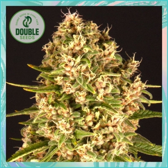 Blue Cheese Cannabis Seeds