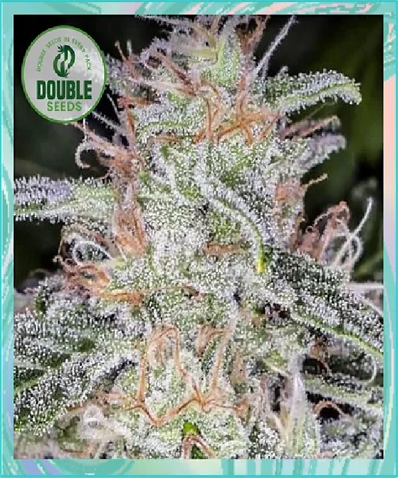 Blue Dream Auto Cannabis Seeds