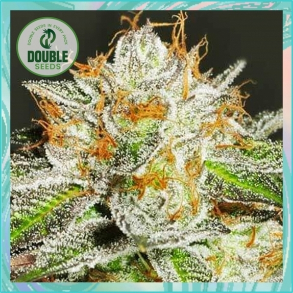 Bruce Banner Cannabis Seeds