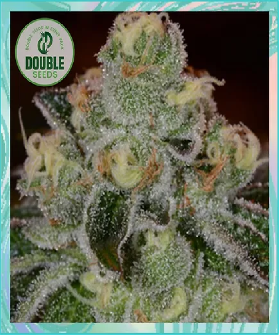 Girl Scout Cookies Auto Cannabis Seeds