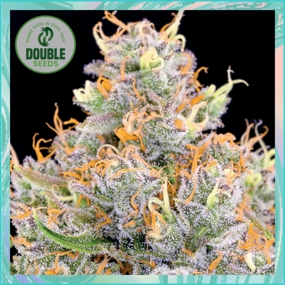 Gorilla Glue x Starfighter Cannabis Seeds