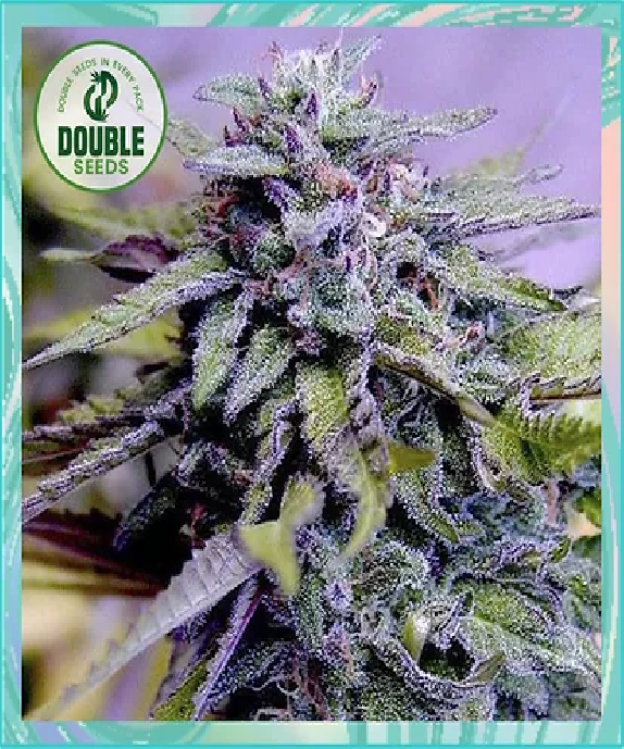 Granddaddy Purple Cannabis Seeds