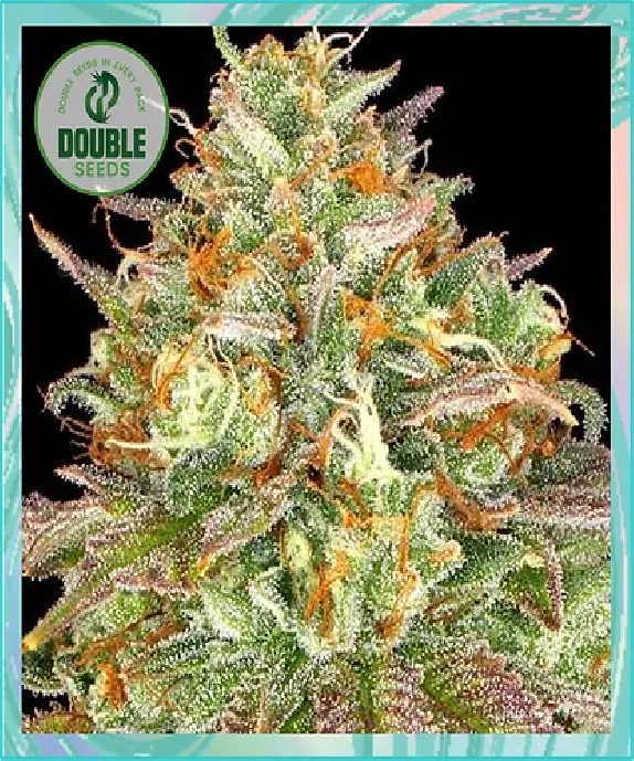 Wedding Cake Cannabis Seeds