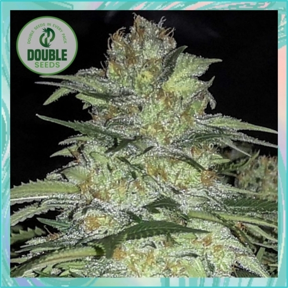 White Widow x Big Bud Cannabis Seeds