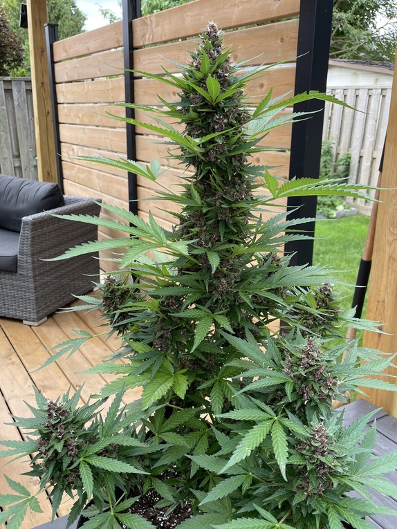 AK47 Auto Cannabis Seeds