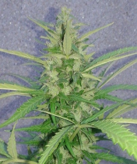 Mamba Auto Cannabis Seeds