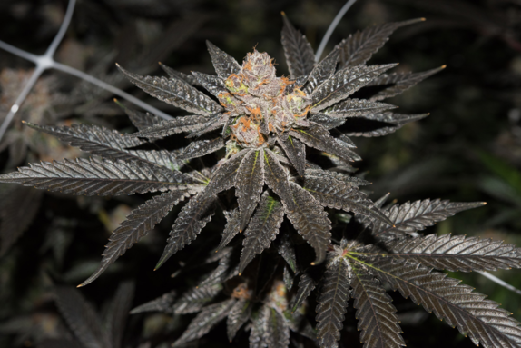 Creme Brulee Auto Cannabis Seeds