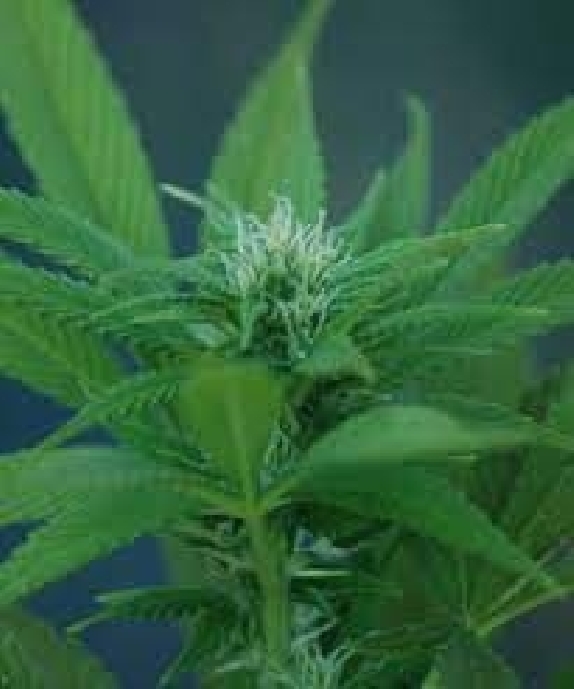 Rosenthal Cannabis Seeds