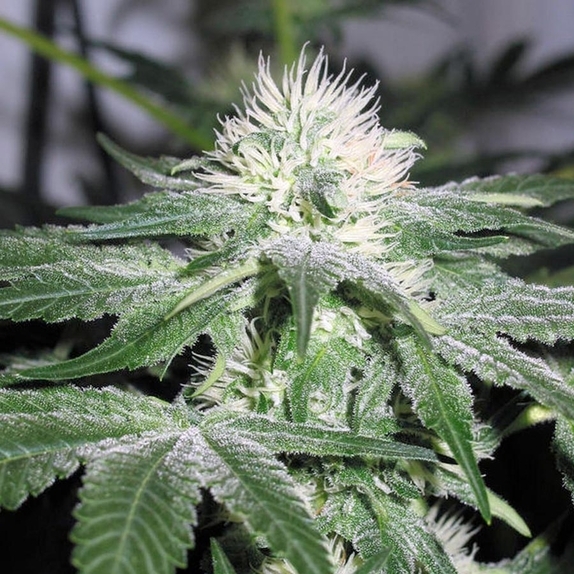 White ice Auto Cannabis Seeds