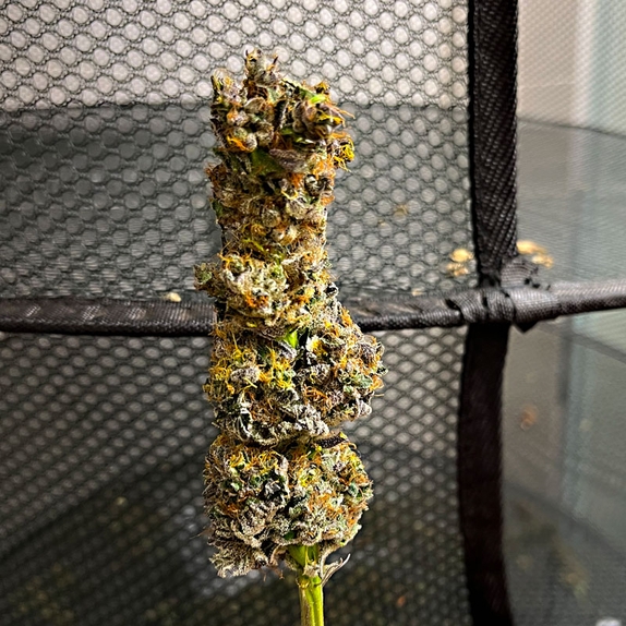 Chocolope  Cannabis Seeds